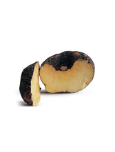 Load image into Gallery viewer, Pumpkin